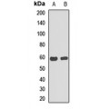 LifeSab™ cGAS Rabbit pAb (50 µl)