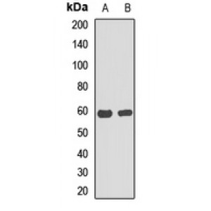 LifeSab™ cGAS Rabbit pAb (50 µl)