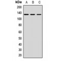 LifeSab™ CD163 Rabbit pAb (50 µl)