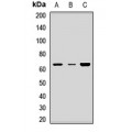 LifeSab™ AVPR1A Rabbit pAb (50 µl)
