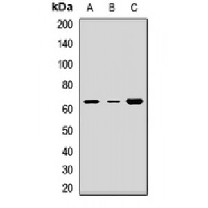 LifeSab™ AVPR1A Rabbit pAb (50 µl)