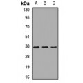 LifeSab™ GNB2 Rabbit pAb (50 µl)
