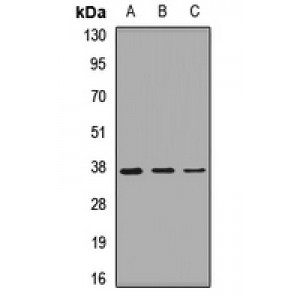 LifeSab™ GNB2 Rabbit pAb (50 µl)