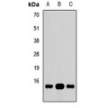 LifeSab™ GNG10 Rabbit pAb (50 µl)