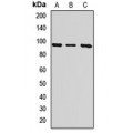 LifeSab™ Integrin beta 8 Rabbit pAb (50 µl)