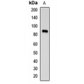 LifeSab™ MARK1 Rabbit pAb (50 µl)