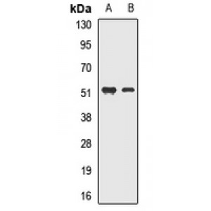LifeSab™ MEIS2 Rabbit pAb (50 µl)