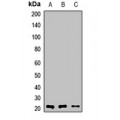 LifeSab™ MYL1 Rabbit pAb (50 µl)