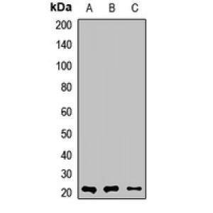 LifeSab™ MYL1 Rabbit pAb (50 µl)