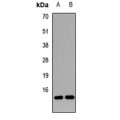 LifeSab™ Neurogranin Rabbit pAb (50 µl)