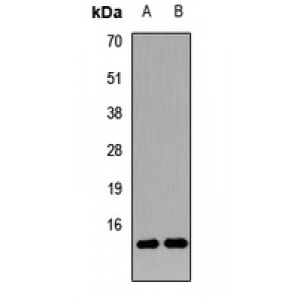 LifeSab™ Neurogranin Rabbit pAb (50 µl)
