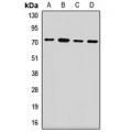LifeSab™ PCK2 Rabbit pAb (50 µl)