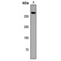 LifeSab™ GBF1 Rabbit pAb (50 µl)