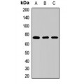 LifeSab™ SLC13A2 Rabbit pAb (50 µl)