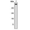 LifeSab™ PATJ Rabbit pAb (50 µl)