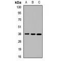 LifeSab™ CDC42EP3 Rabbit pAb (50 µl)