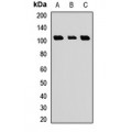 LifeSab™ TCEB3B Rabbit pAb (50 µl)