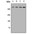 LifeSab™ ATG2B Rabbit pAb (50 µl)