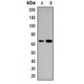 LifeSab™ RARS2 Rabbit pAb (50 µl)