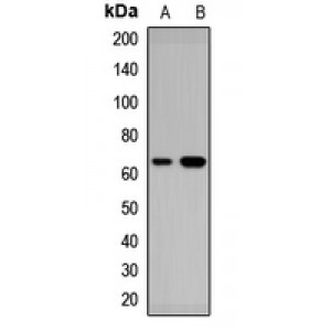 LifeSab™ RARS2 Rabbit pAb (50 µl)
