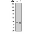 LifeSab™ TMEM43 Rabbit pAb (50 µl)