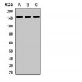 LifeSab™ EHMT1 Rabbit pAb (50 µl)