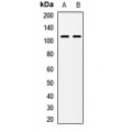 LifeSab™ NAA25 Rabbit pAb (50 µl)