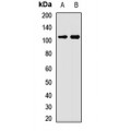 LifeSab™ MSH4 Rabbit pAb (50 µl)