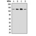 LifeSab™ SART1 Rabbit pAb (50 µl)