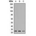 LifeSab™ TPPP Rabbit pAb (50 µl)