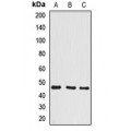LifeSab™ BCCIP Rabbit pAb (50 µl)