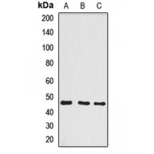 LifeSab™ BCCIP Rabbit pAb (50 µl)