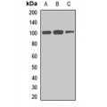 LifeSab™ Frabin Rabbit pAb (50 µl)
