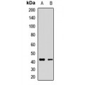 LifeSab™ KCNK9 Rabbit pAb (50 µl)