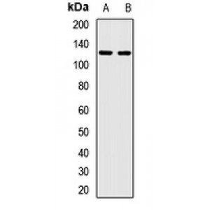LifeSab™ KIFC3 Rabbit pAb (50 µl)