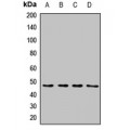 LifeSab™ Syndapin-3 Rabbit pAb (50 µl)
