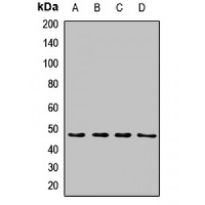 LifeSab™ Syndapin-3 Rabbit pAb (50 µl)