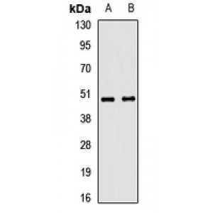 LifeSab™ TRIM44 Rabbit pAb (50 µl)