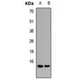 LifeSab™ TIP-1 Rabbit pAb (50 µl)