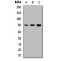 LifeSab™ THOP1 Rabbit pAb (50 µl)