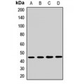 LifeSab™ FNTA Rabbit pAb (50 µl)