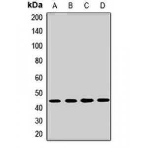 LifeSab™ FNTA Rabbit pAb (50 µl)