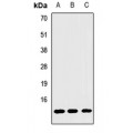 LifeSab™ DDT Rabbit pAb (50 µl)