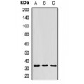 LifeSab™ RPIA Rabbit pAb (50 µl)
