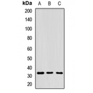 LifeSab™ RPIA Rabbit pAb (50 µl)