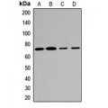 LifeSab™ MTMR2 Rabbit pAb (50 µl)