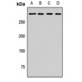 LifeSab™ MYO18A Rabbit pAb (50 µl)
