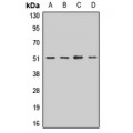 LifeSab™ OST48 Rabbit pAb (50 µl)