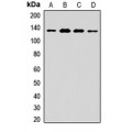 LifeSab™ Nardilysin Rabbit pAb (50 µl)