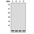 LifeSab™ ATP5L Rabbit pAb (50 µl)